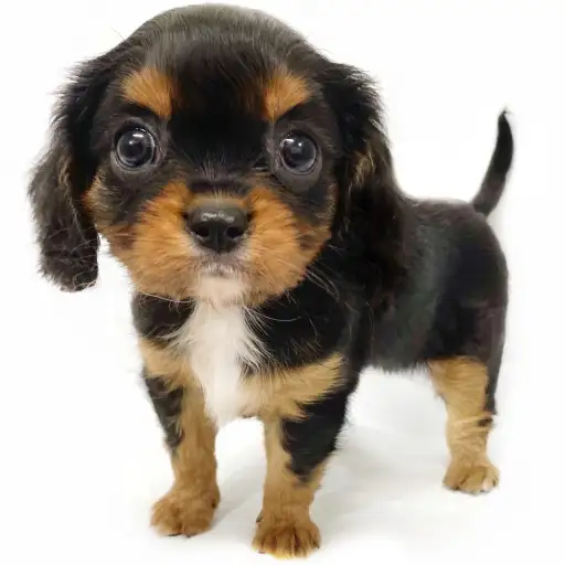 キャバリア・キングチャールズ・スパニエル