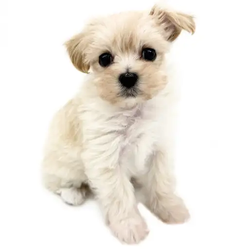 MIX(マルチーズ×トイプードル)