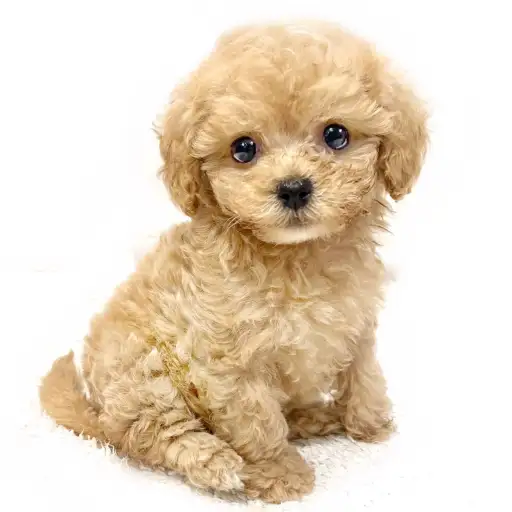 MIX（マルチーズ×トイプードル）