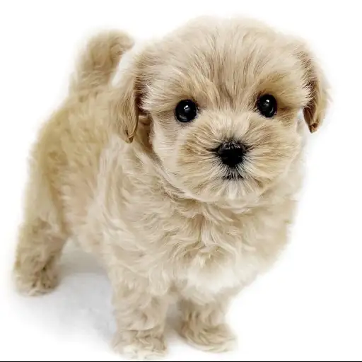 MIX(マルチーズ×トイプードル)