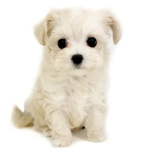 MIX(マルチーズ×トイプードル)