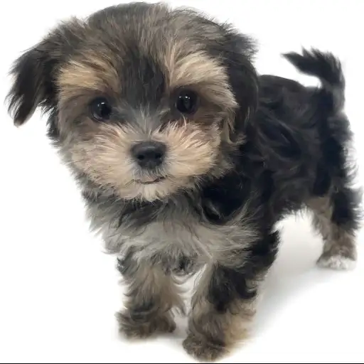 MIX(マルチーズ×ヨークシャーテリア)