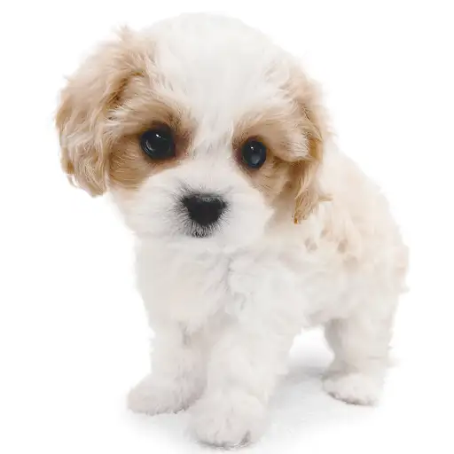 MIX(キャバリアキングチャールズスパニエル×ビションフリーゼ)