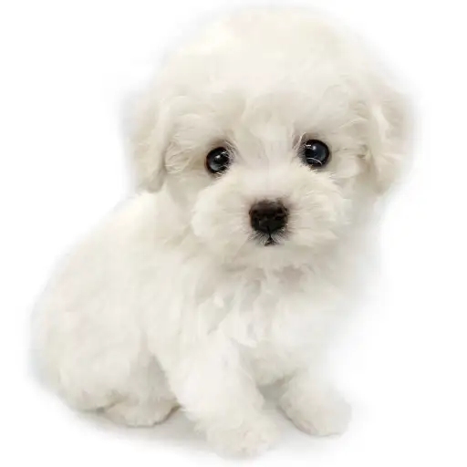 ビションフリーゼ