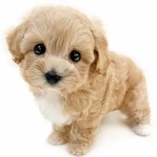 MIX（トイプードル×マルチーズ）