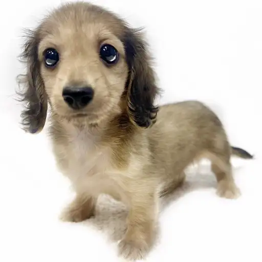 カニンヘン・ダックスフント