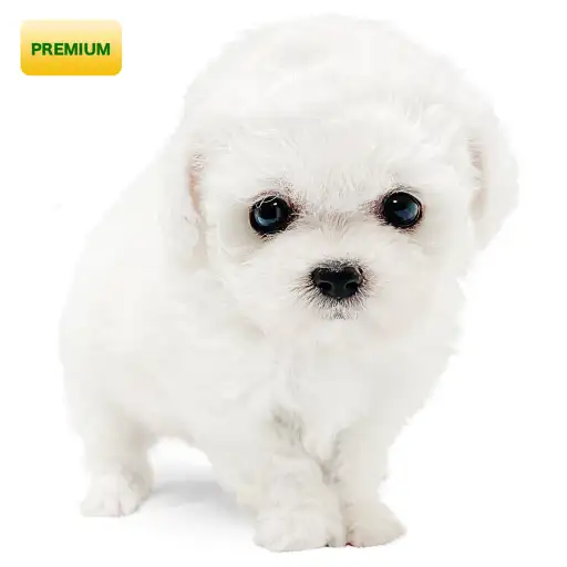 ビションフリーゼ