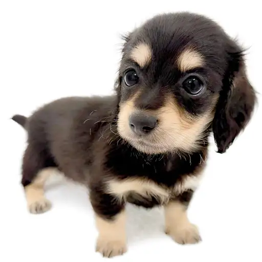 ミニチュア・ダックスフント