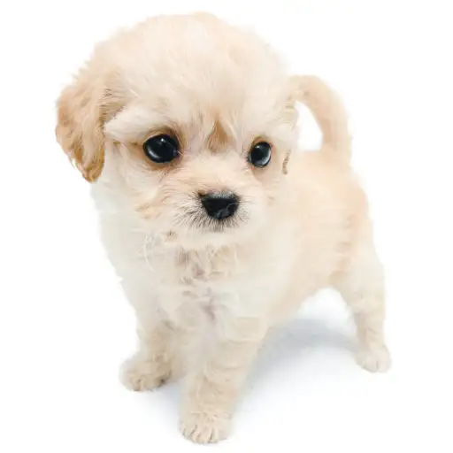 MIX（チワワ×トイプードル）