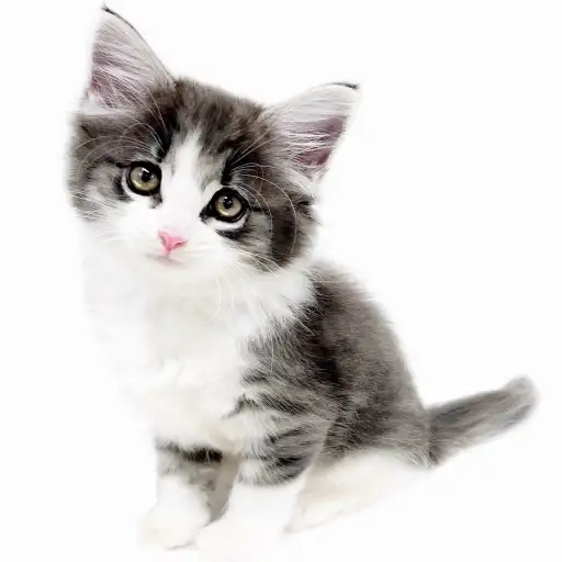 ノルウェージャンフォレストキャット