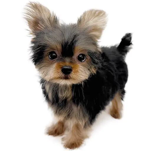 ヨークシャーテリア