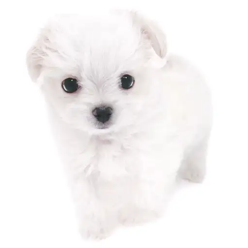 MIX(チワワ×マルチーズ)