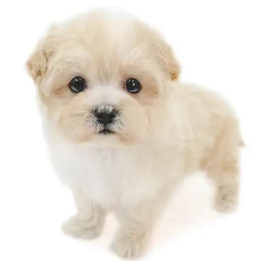 MIX（マルチーズ×トイプードル）