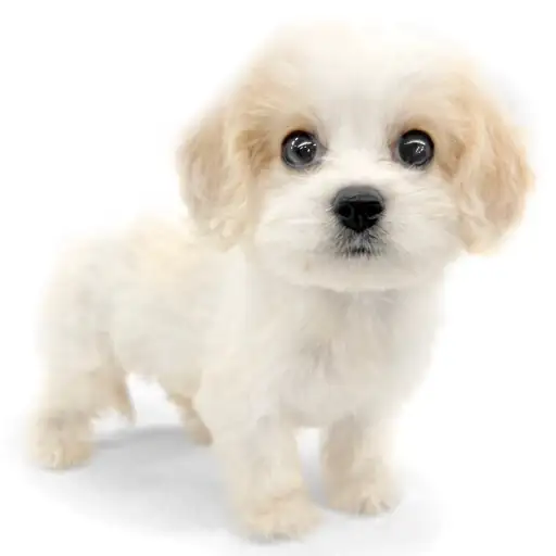 MIX（キャバリアキングチャールズスパニエル×ビションフリーゼ）