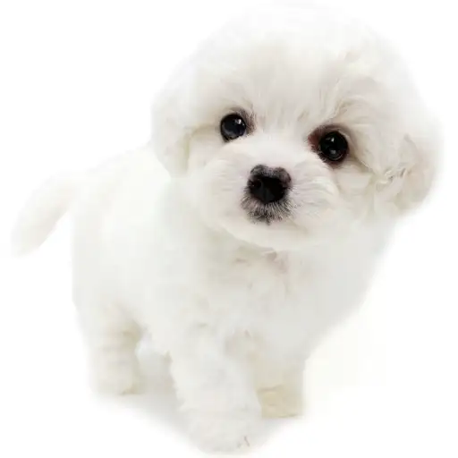 ビションフリーゼ