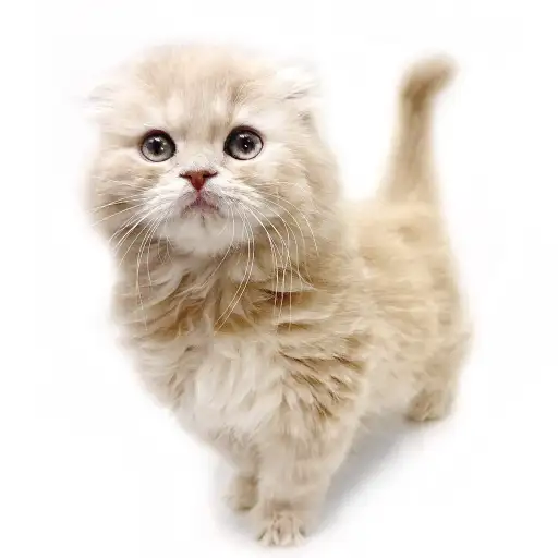 スコティッシュフォールド