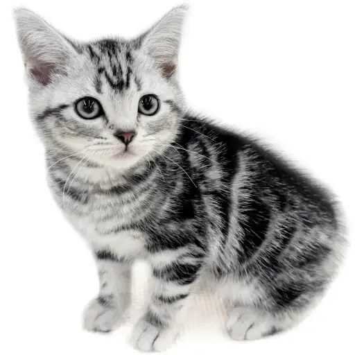 アメリカンショートヘア