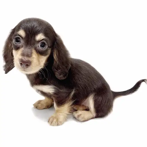 ミニチュア・ダックスフント