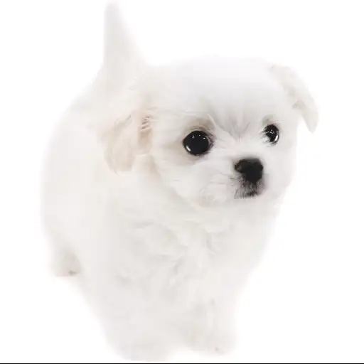 MIX（チワワ×マルチーズ）