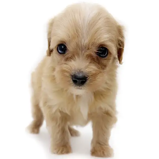 MIX(トイプードル×チワワ)