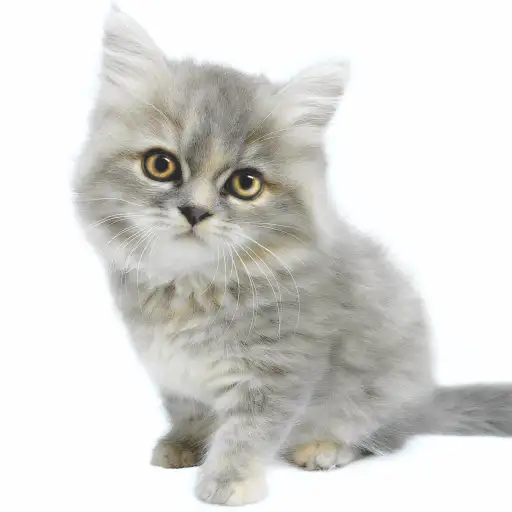 スコティッシュフォールド