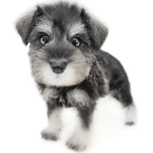 ミニチュア・シュナウザー