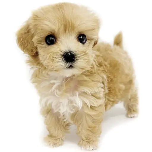 MIX（マルチーズ×トイプードル）