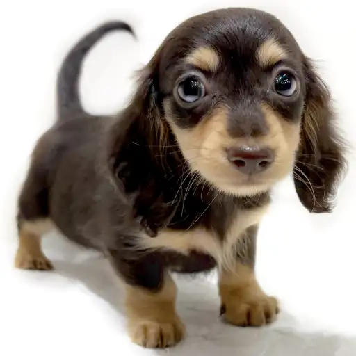 ミニチュア・ダックスフント