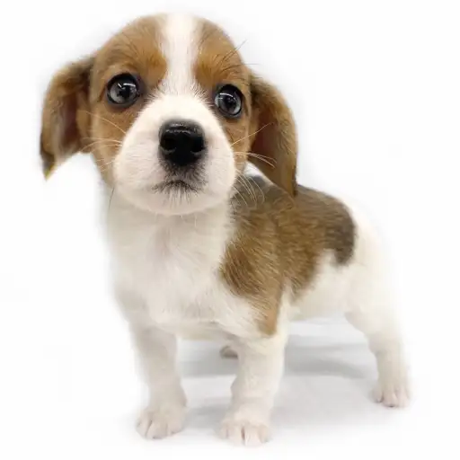 ジャックラッセルテリア