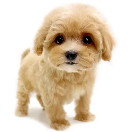 MIX（トイプードル×マルチーズ）