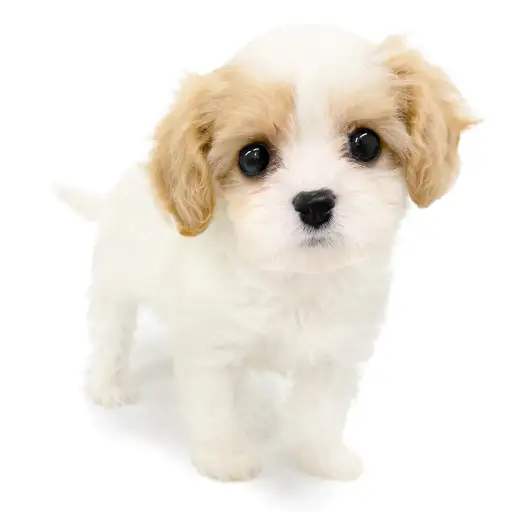 MIX（キャバリアキングチャールズスパニエル×ビションフリーゼ）