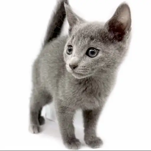 ロシアンブルー