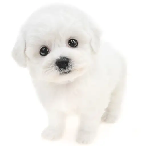 ビションフリーゼ