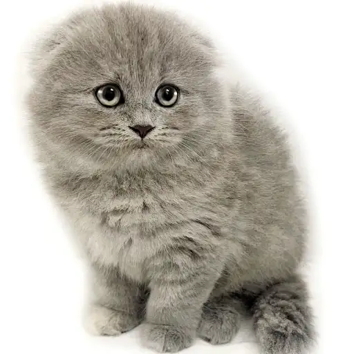 スコティッシュフォールド