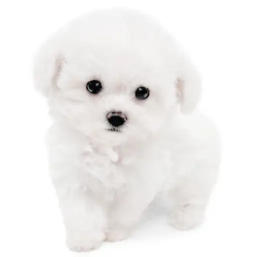 ビションフリーゼ