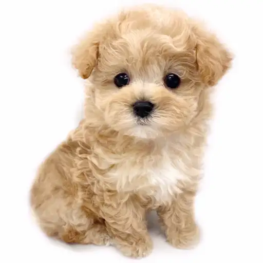 MIX（マルチーズ×トイプードル）