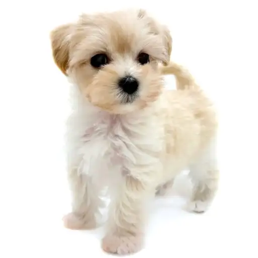 MIX（マルチーズ×トイプードル）