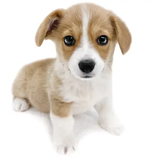 ウェルシュコーギーペンブローク