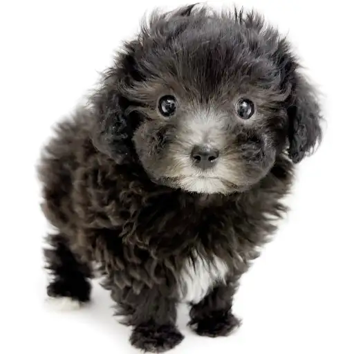 MIX（マルチーズ×トイプードル）