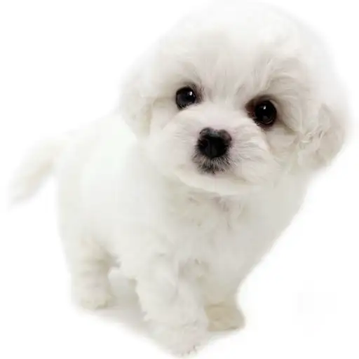 ビションフリーゼ