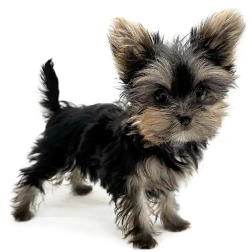 ヨークシャーテリア