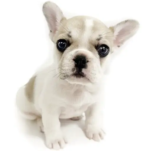 フレンチブルドッグ