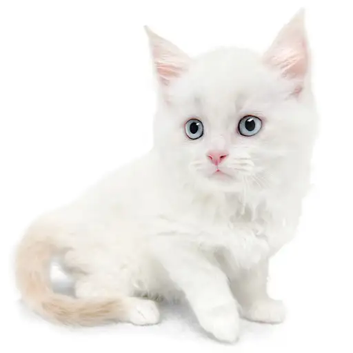 ネヴァマスカレード