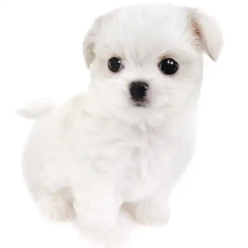 MIX（チワワ×マルチーズ）