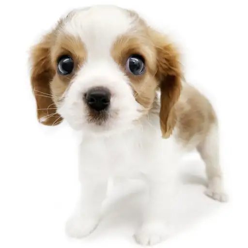 キャバリア・キングチャールズ・スパニエル