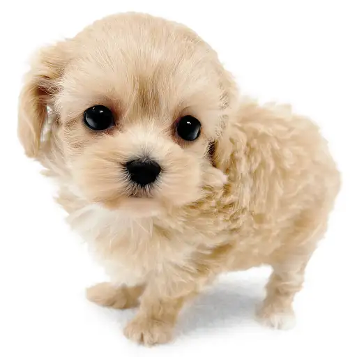 MIX（マルチーズ×トイプードル）