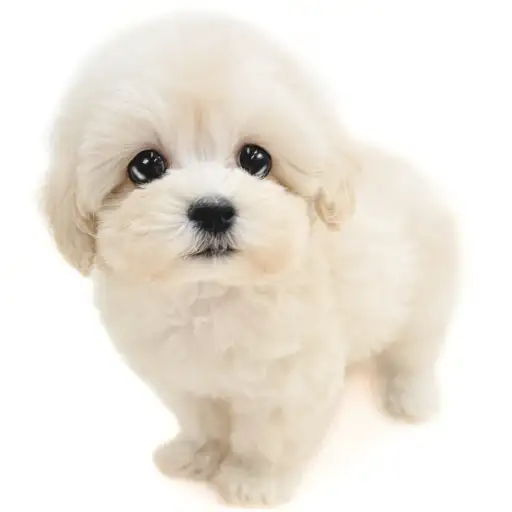 MIX（マルチーズ×トイプードル）