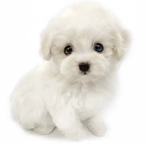 ビションフリーゼ