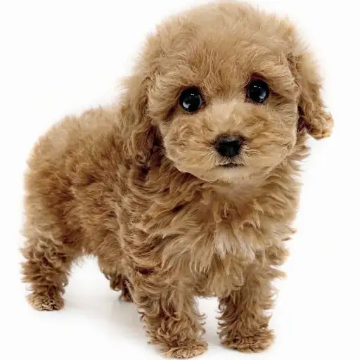 トイ・プードル