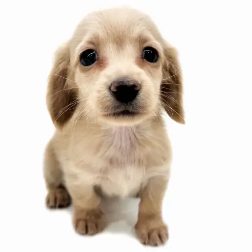 カニンヘン・ダックスフント